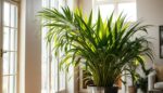 Dracena