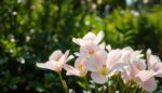 Kwiat eustoma