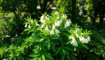 pieris