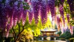 Kiedy kwitnie wisteria